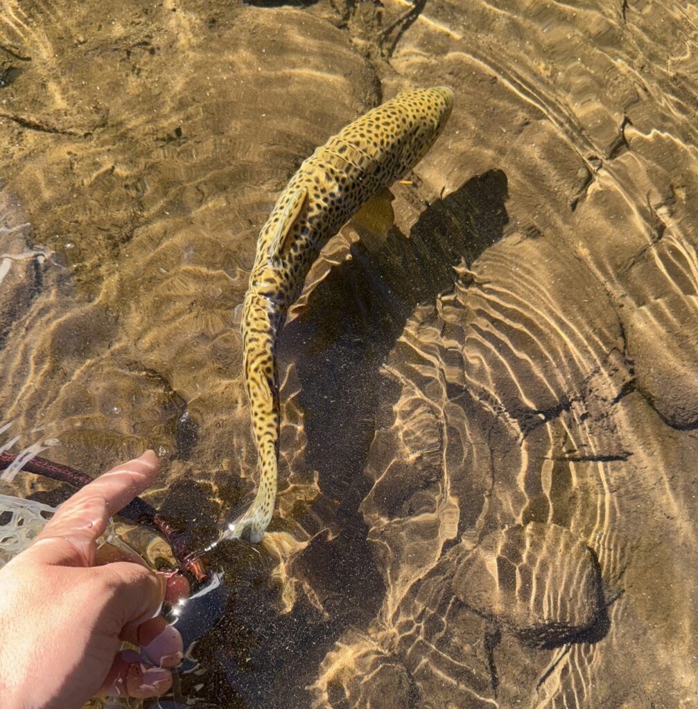 Brown Trout being released in a North Georgia stream. Fly Fishing