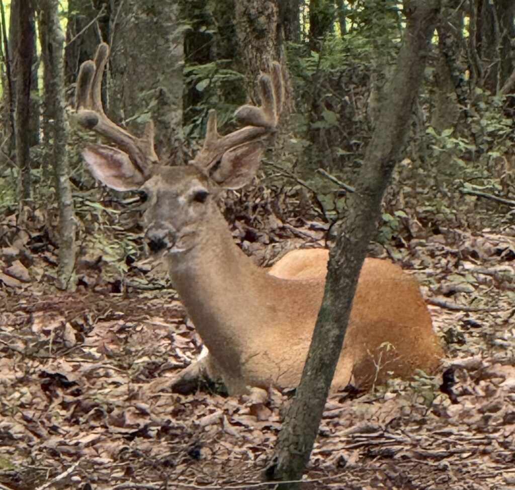 Whitetail buck in velvet resting in Big Canoe